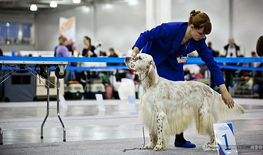 Крафт выставка собак. Всемирная выставка собак. Выставка собак Россия. На выставке собак.