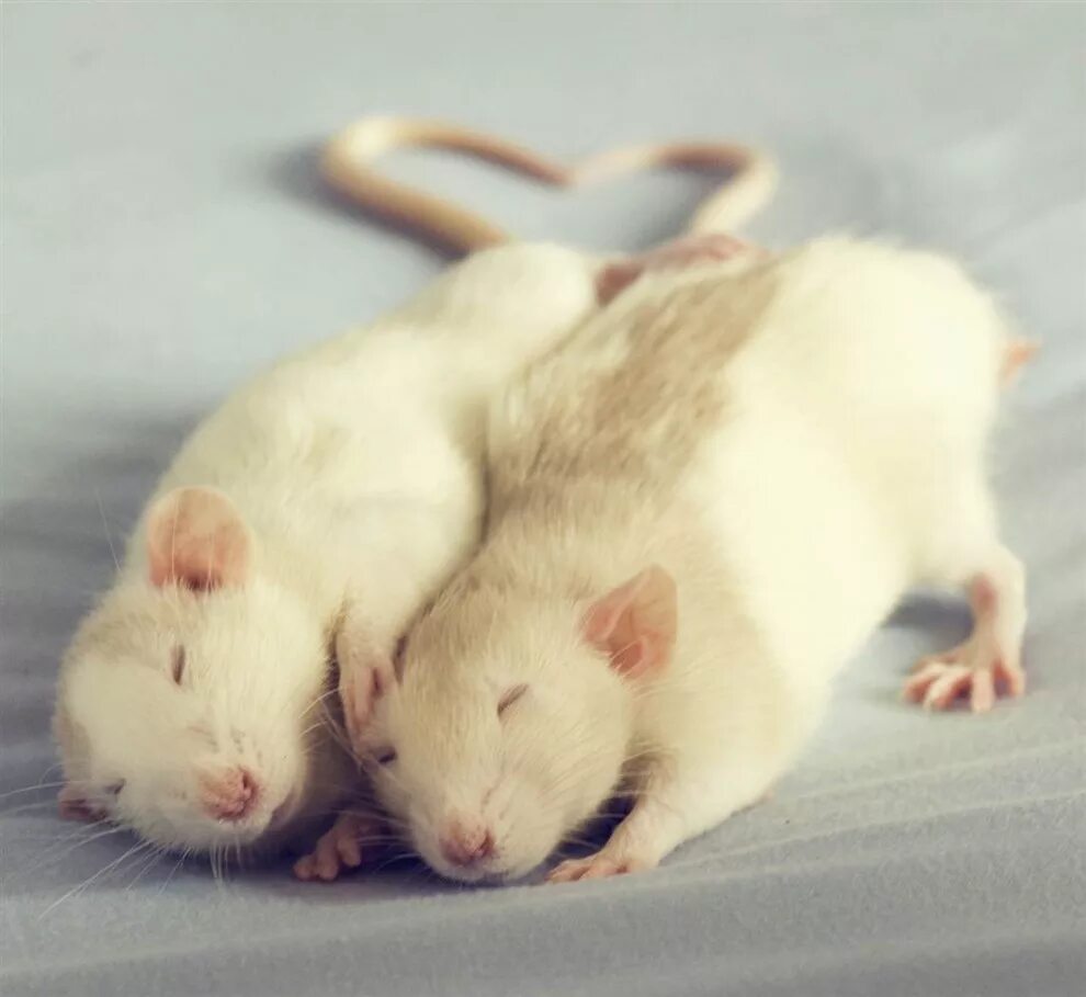 Милые крысы. Милая крыски. Крысы домашние. Крыски обнимаются. Мышь мило