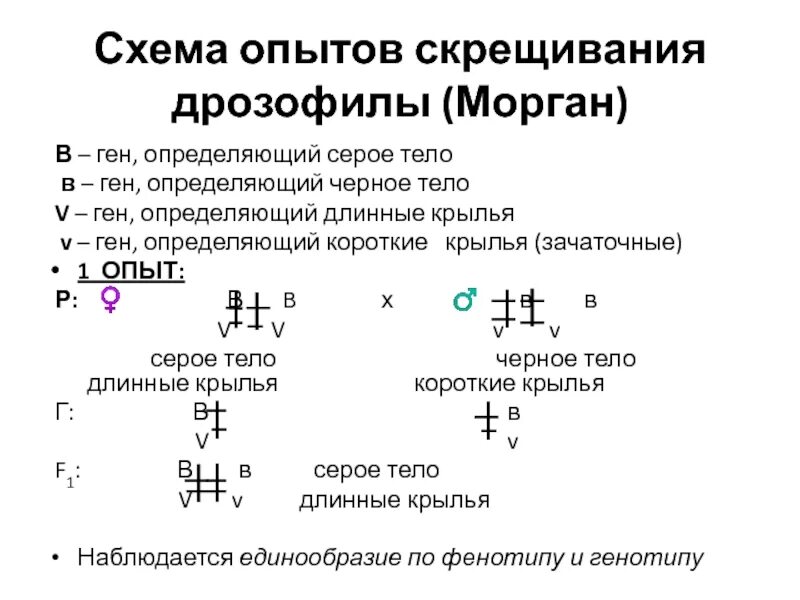 Хромосомная теория наследственности сцепленное наследование. Хромосомная теория наследственности схема. Хромосомная теория т Моргана и сцепленное наследование. Хромосомная теория наследственности скрещивание дрозофил. При скрещивании 2 мух дрозофил