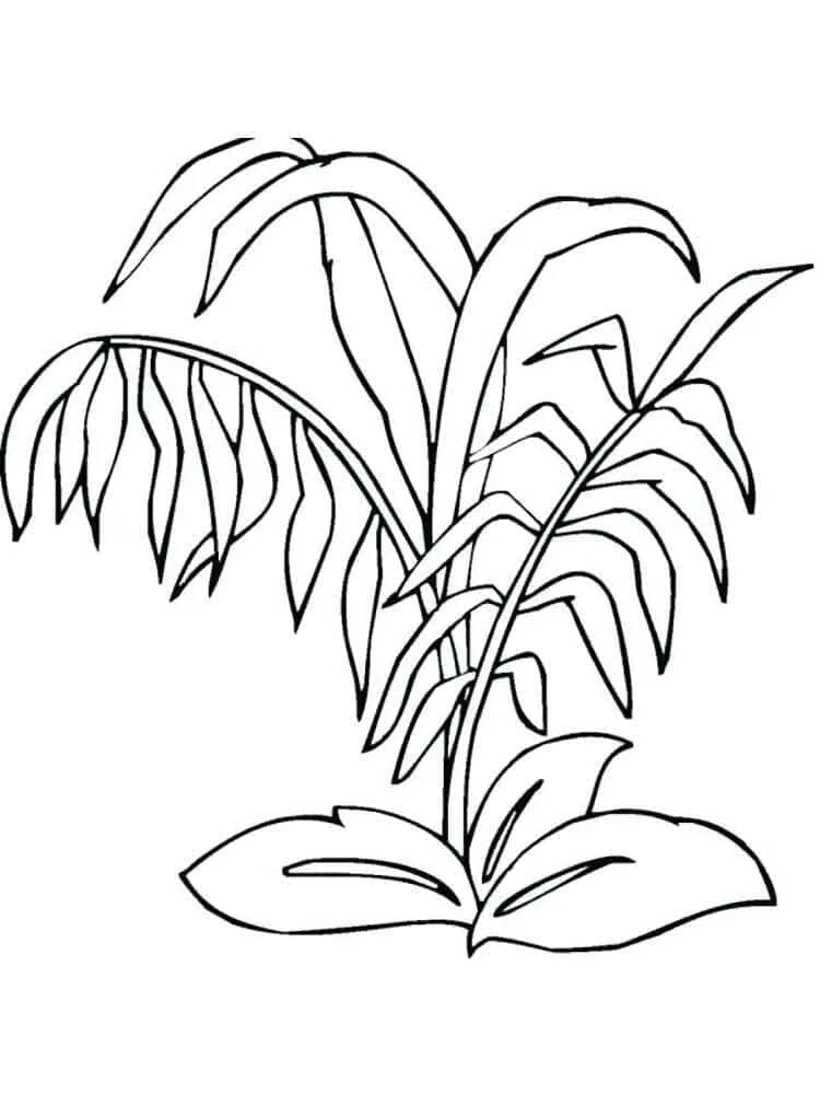 Plant coloring