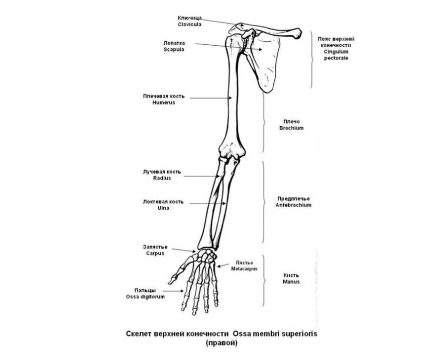 Строение конечностей рисунок. Строение костей верхней конечности. Кости верхних конечностей человека анатомия. Строение костей верхней конечности анатомия. Пояс верхних конечностей человека анатомия.
