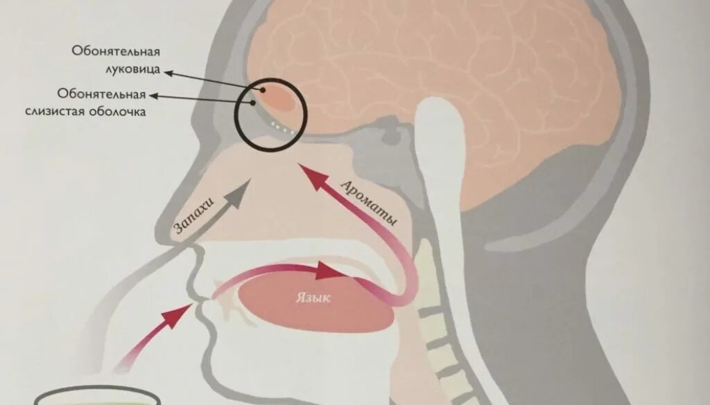 Обречтильная луковица. Обонятельная луковица расположена. Обонятельная оуковицы. Орган обоняния обонятельный анализатор. Обонятельно звуковой