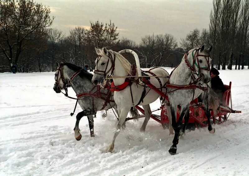 Белые кони кадышевой. Тройка лошадей. Русская тройка лошадей. Тройка лошадей зимой. Тройка лошадей в деревне.