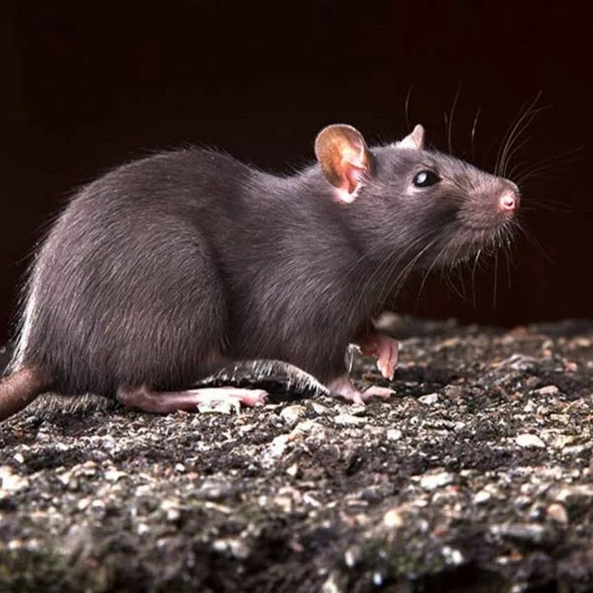Крысы звери. Серая крыса Пасюк. Rattus Rattus чёрная крыса. Серая большая крыса Пасюк. Серая крыса Rattus norvegicus.