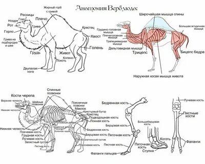 Верблюд схема 1 класс
