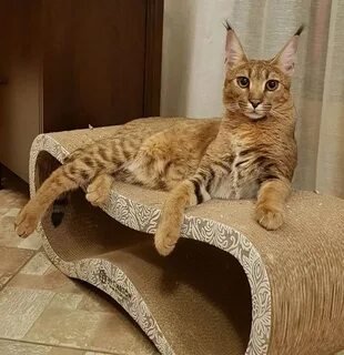 Каракет кошка