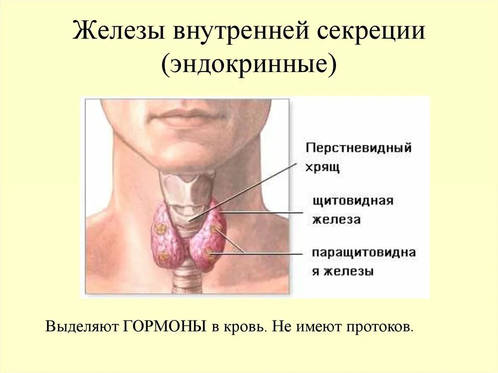 Железы внктреннесекреции. Железы внутренней секреции. Эндокринные железы. Эндокринные железы это железы. Жвс это