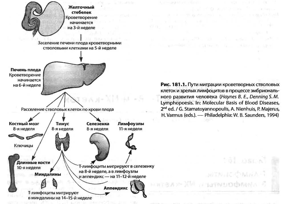 Ребенок развивается в печени. Гепатит б (легкая степень). Печеночнаямнедостаточность. Аномалии развития печени. Восьминедельный эмбрион.