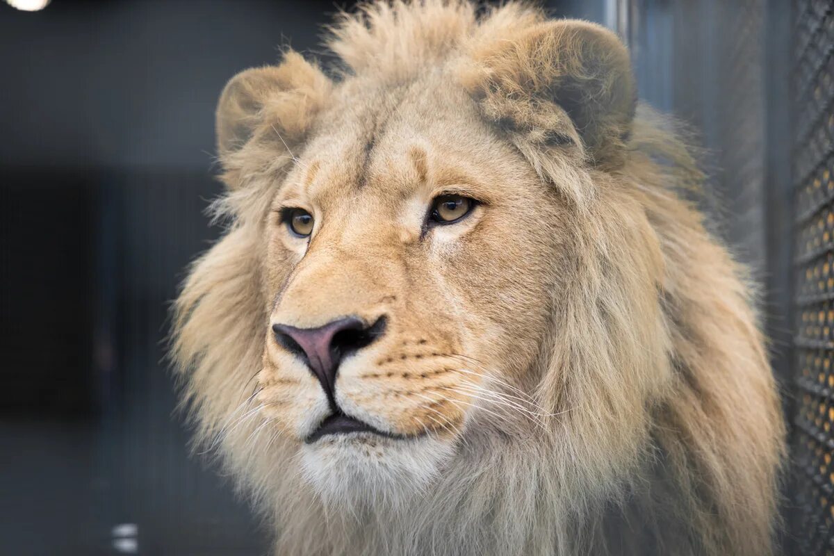 This Is Why Male Lions End Their Lives So Badly - YouTube