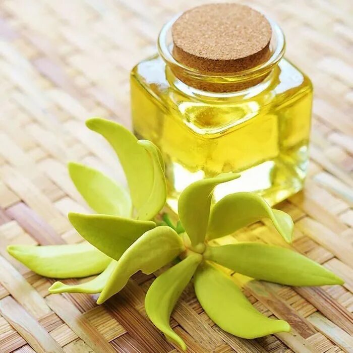 иланг иланг в парфюмерии. эфирное масло иланг-иланг. эфирное масло иланг-иланг. Beauty capri dolce gabbana. ваниль туалетная вода guerlain.