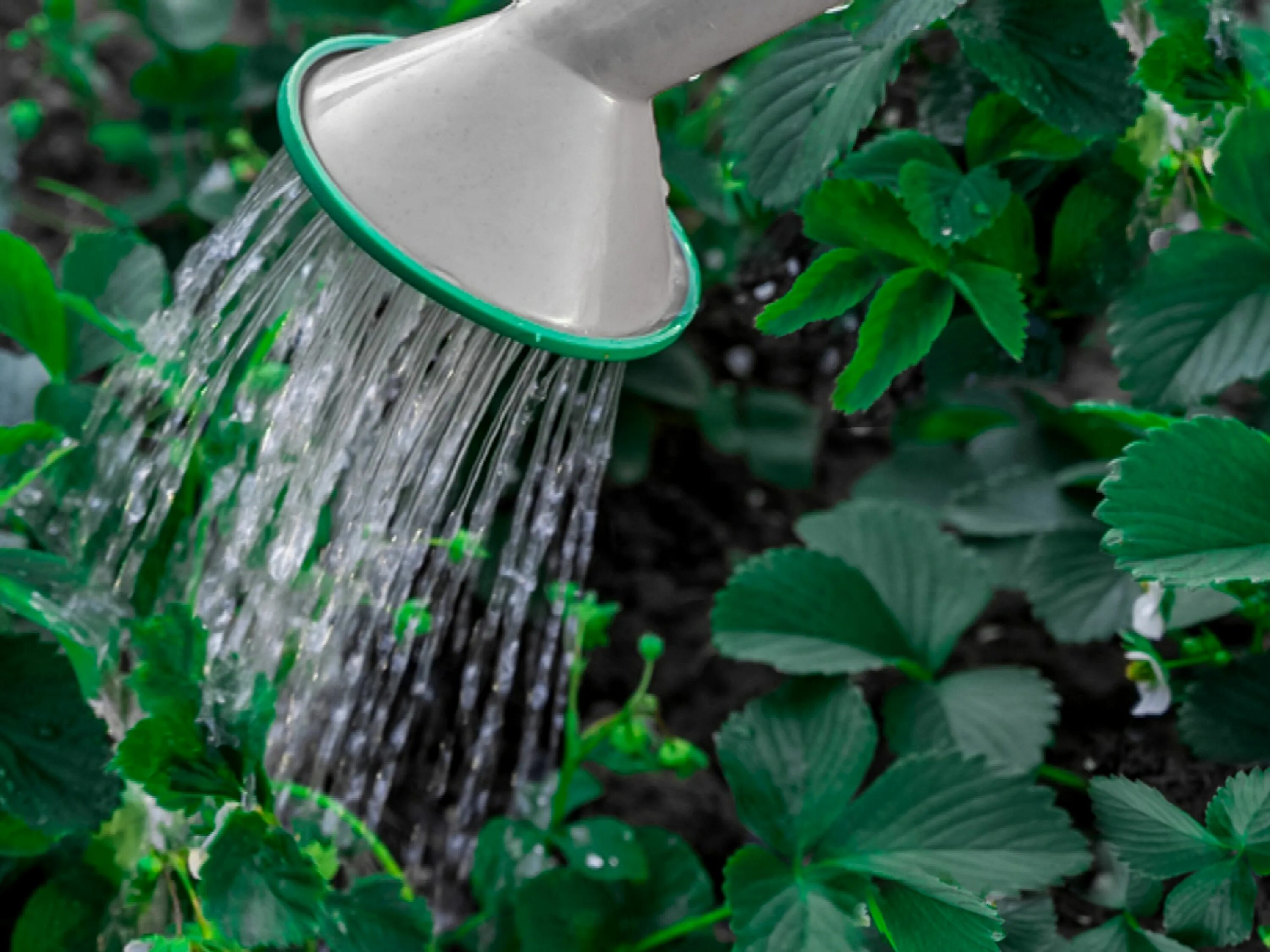 We were watering the plants. Растение из воды. Лейка с водой. Watering Plants. Вода из растений в пакете.