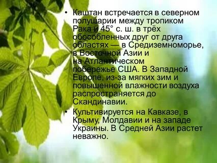 Каштаны текст