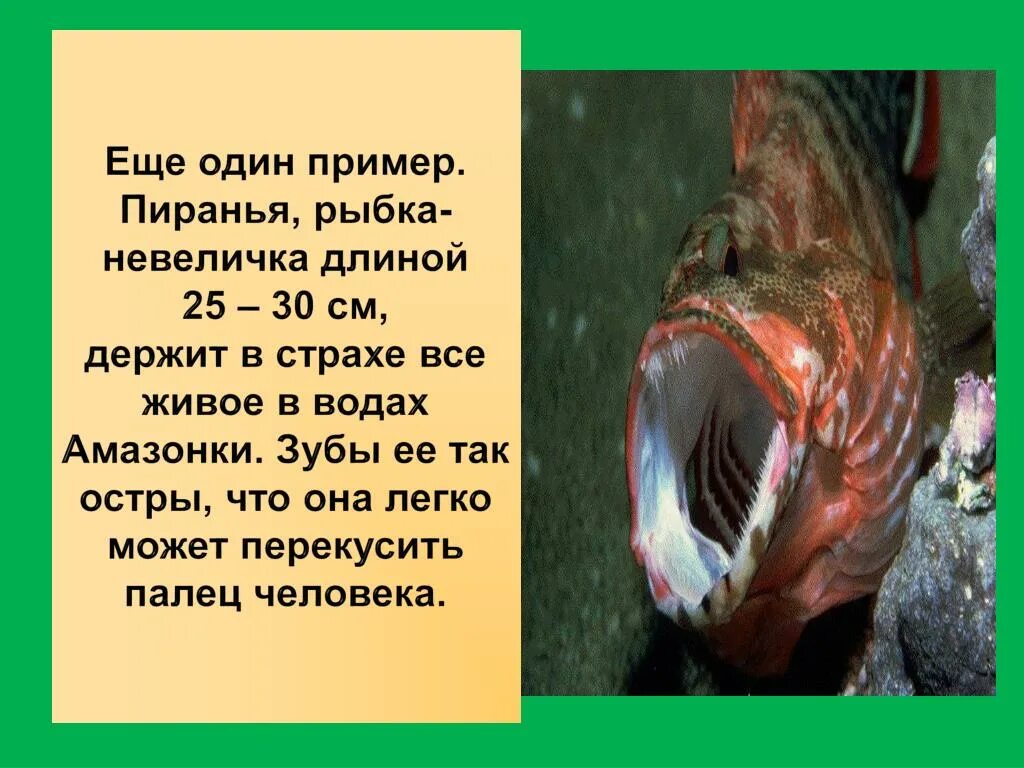 Рыбы не живут без воды. Пираньи презентация. Сообщение о рыбе Пиранья. Факты о пираньях. Интересные факты о пираньях.