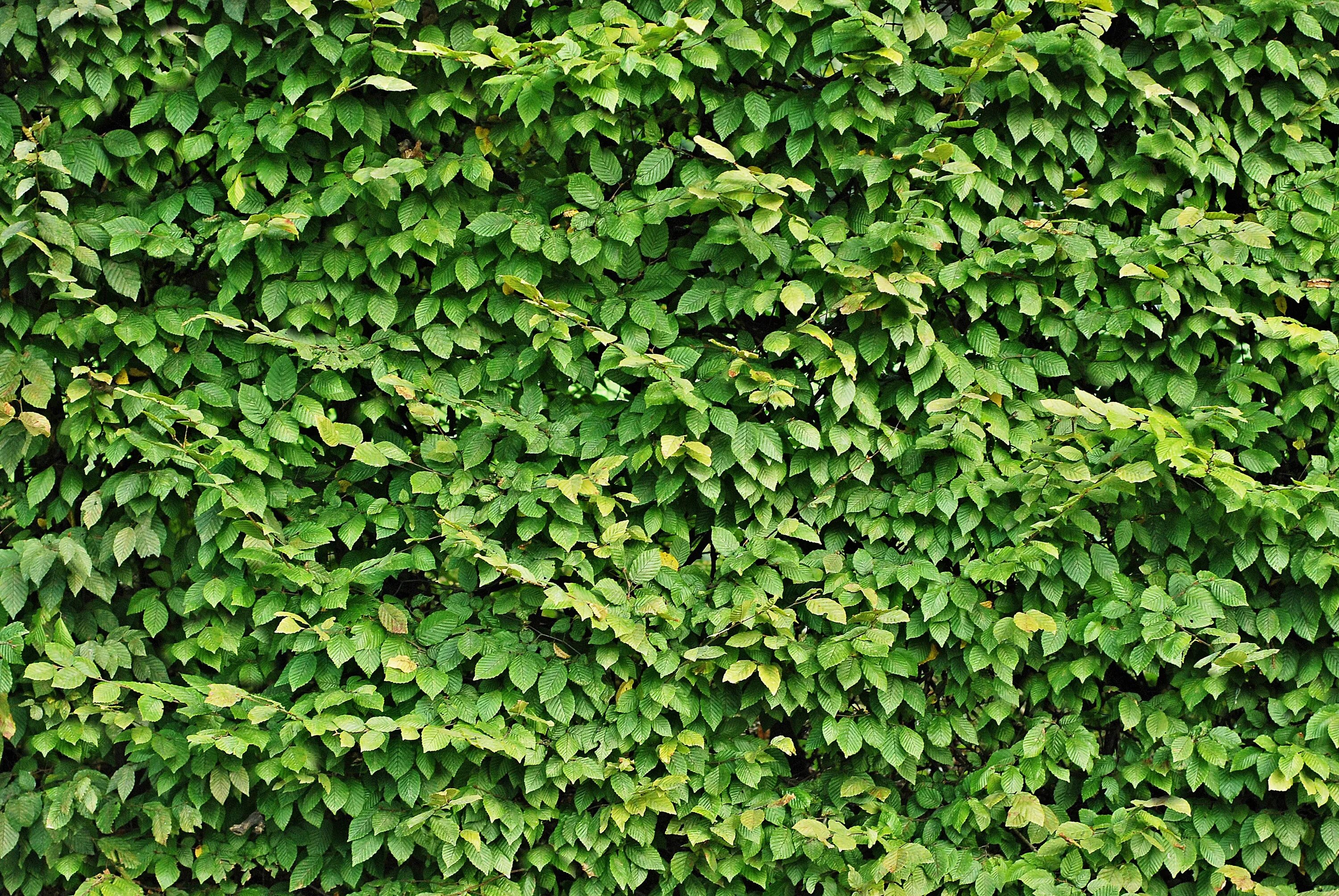 Плющ вечнозеленый. Плющ вечнозеленый (Hedera).. Плющ Хедера изгородь. Плющ для живой изгороди. Плющ сканворд