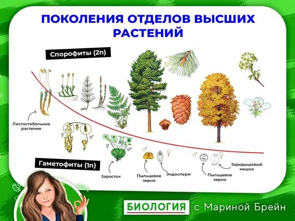 Сравните функции гаметофита. Гаметофиты высших растений. Спорофит и гаметофит у растений. Спорофит высших растений. Эволюция гаметофита и спорофита.