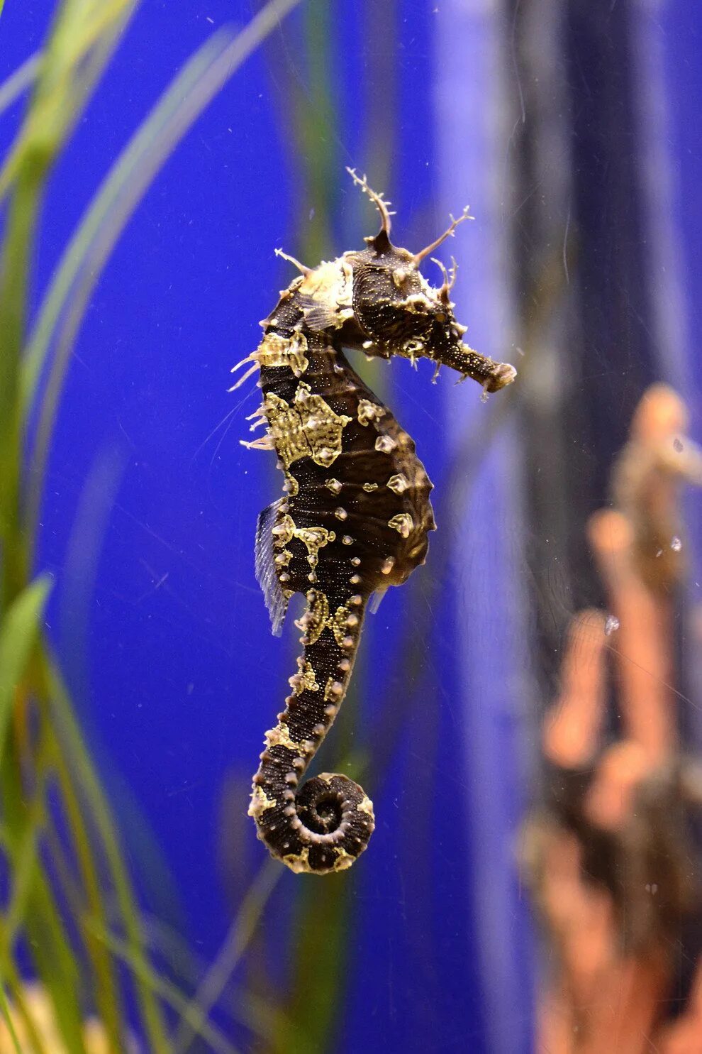 Морской конек живой. Морской конек босс Геншин. Аквариумные морские коньки. Морской конёк в аквариуме. Морской конек в актнуариме.