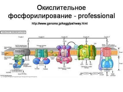Окислительное фосфорилирование кислородного этапа