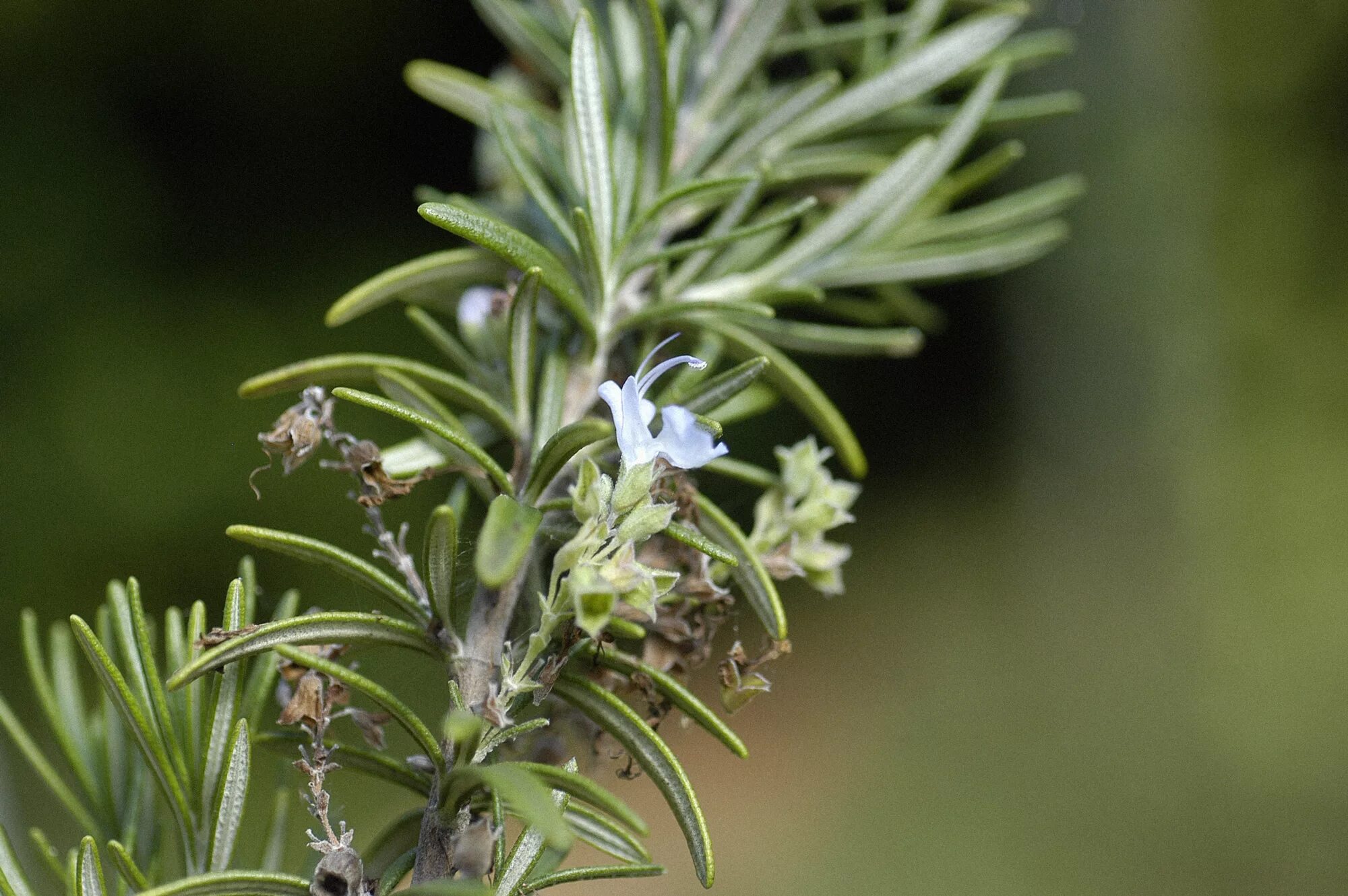 Розмарин officinalis. Rosmarinus officinalis. Розмарин вечнозеленый кустарник. Розмарин лекарственный (Rosmarinus officinalis).