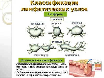 Форма лимфоузлов