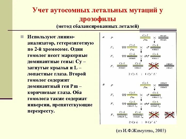 Появление рецессивных мутаций. Генетическая карта хромосом дрозофилы. Доминантные и рецессивные мутации. Доминантные и рецессивные мутации примеры. Методы учета мутаций.