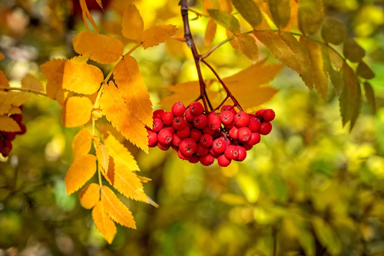 Сентябрь продолжение лета. Рябина Амурская. Осенние листья рябины с ягодами. Рябина осенью. Осень рябина.