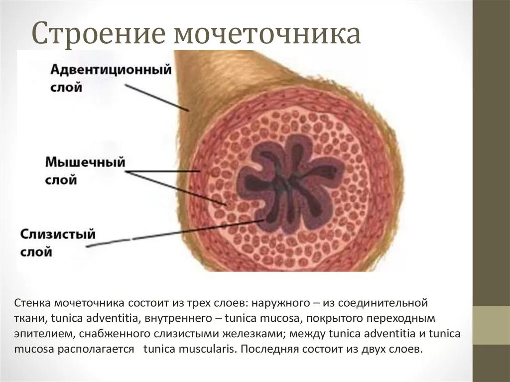 Мочеточник парный. Строение стенки мочеточника анатомия. Строение стенки мочеточника гистология. Строение мочеточника слои. Мочеточник строение части.