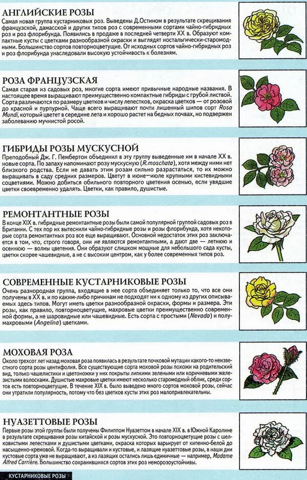 Как отличить розы. Розы классификация сортов. Виды роз таблица. Классификация видов роз. Классификация розы таблица.