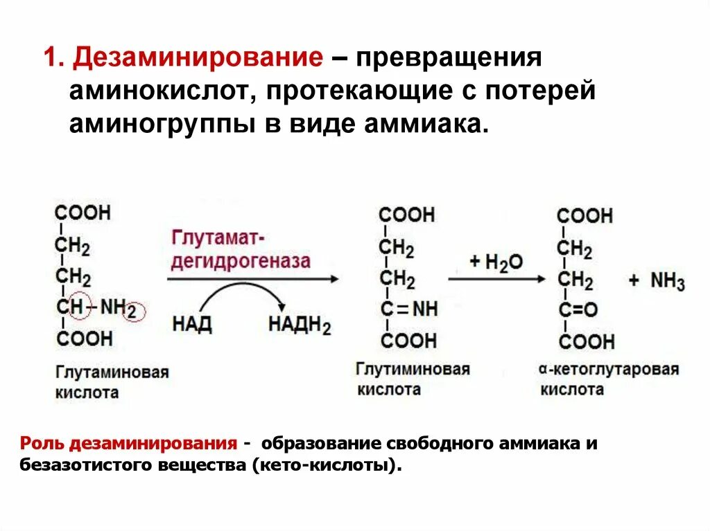 Реакция дезаминирования аминокислот