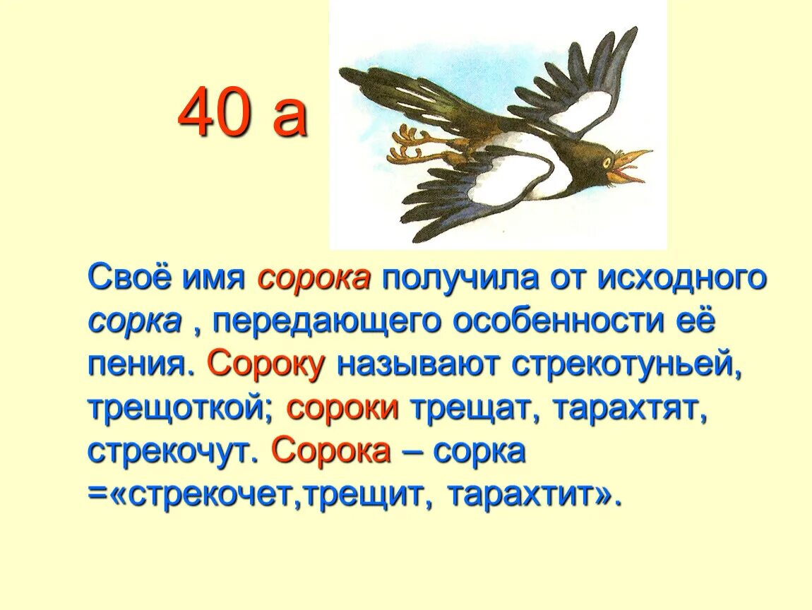 Имя для сороки. Сорока трещит. Сорока стрекочет. Сорока трещит или стрекочет.