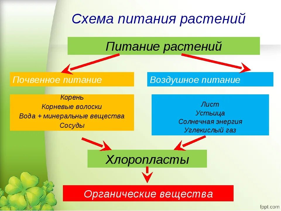 Какими веществами питаются растения