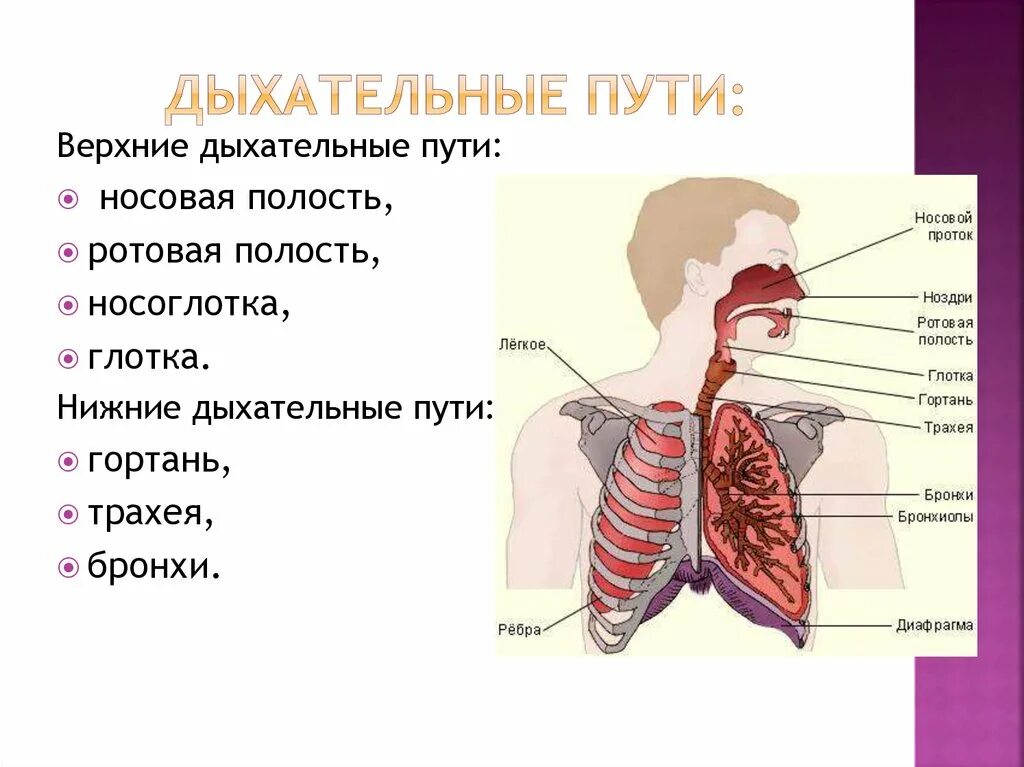 Каковы функции дыхания. Верхние дыхательные пути схема расположения. Органы дыхания схема Верхние дыхательные пути. Строение дыхательных путей человека верхних дыхательных путей. Органы, составляющие систему верхних дыхательных путей.