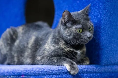 Кошки томск