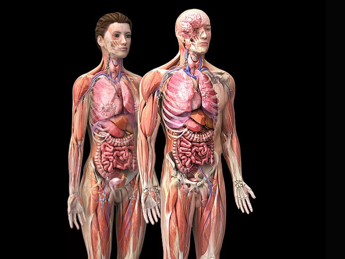 Органы человека картинка. Тело человека. Анатомия человеческого тела. Внутренние органы.
