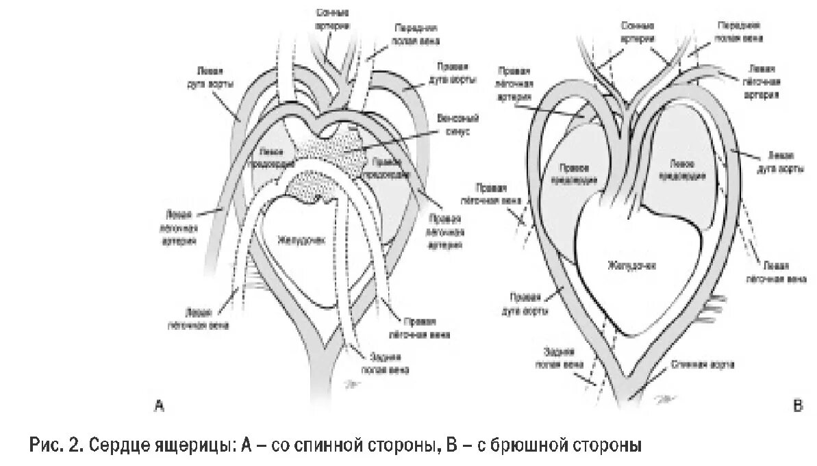 Схема строения сердца крокодила. Строение сердца присмыкающих. Кровеносная система черепахи схема. Строение сердца пресмыкающихся схема. Сердце у крокодила состоит