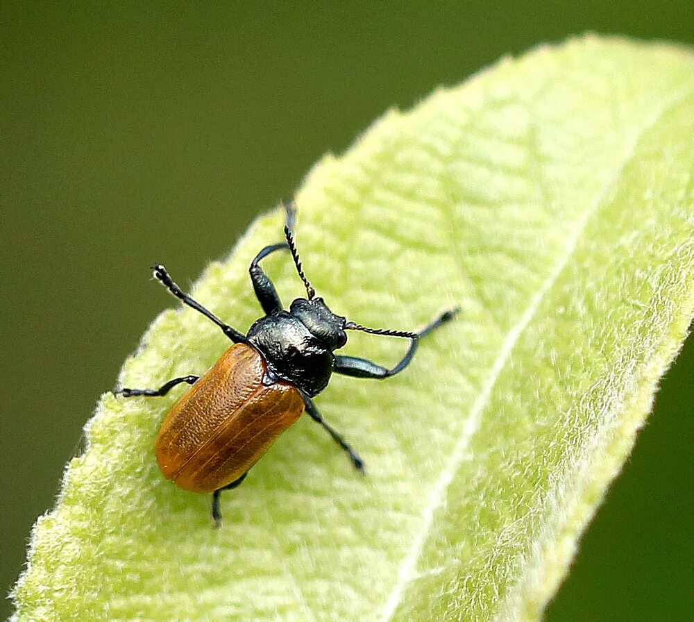 Листоед крупночелюстник (Labidostomis longimana). Жуки Подмосковья. Июньский Жук черный. Оранжевый Жук Подмосковье. Жуки б буду