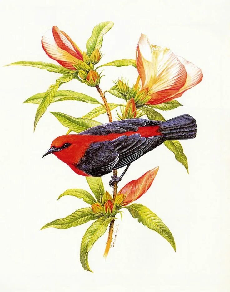 Vk birds. Изображение птиц. Птица иллюстрация. Нарисовать птицу.
