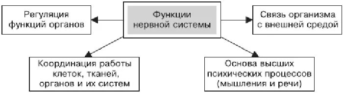 Какова роль нервной системы. Функции которые выполняет нервная система в организме человека. 1.Перечислите функции нервной системы.. Функции нервной системы животных кратко. Назовите основные функции нервной системы..