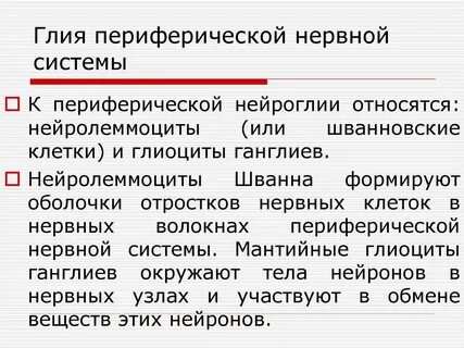 Виды глиоцитов в периферической нервной системе