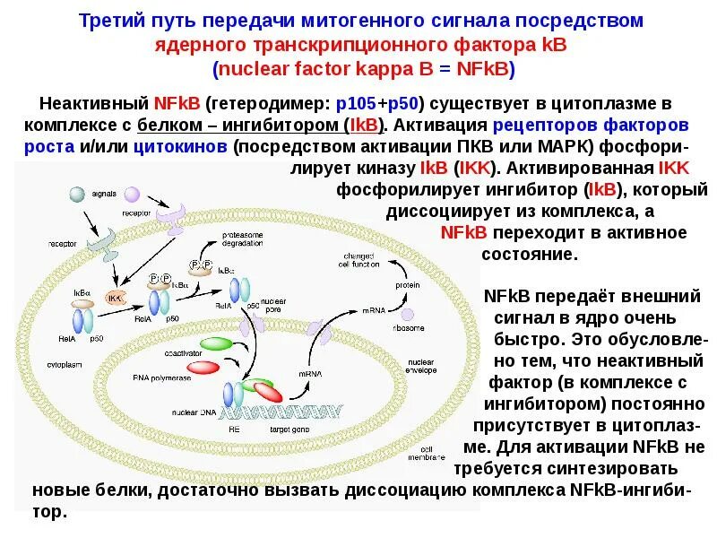 Сигнальный фактор это. Митоген-активируемой протеинкиназы путь. NF-KB сигнальный путь. Транскрипционный Фкторы. Пути передачи сигнала.