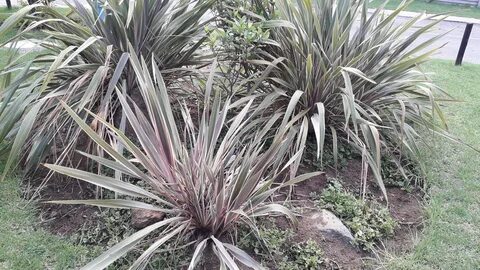 Phormium sp. (cultivated plants) in South Africa.jpg.