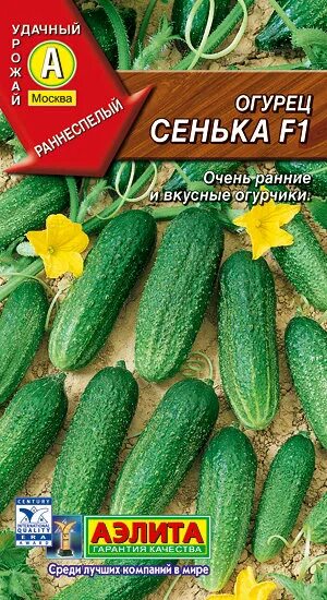 Огурец санька отзывы. Огурец санька отзывы. Огурец санька. Огурец санька отзывы. Огурец санька f1 описание отзывы фото посадка и уход.
