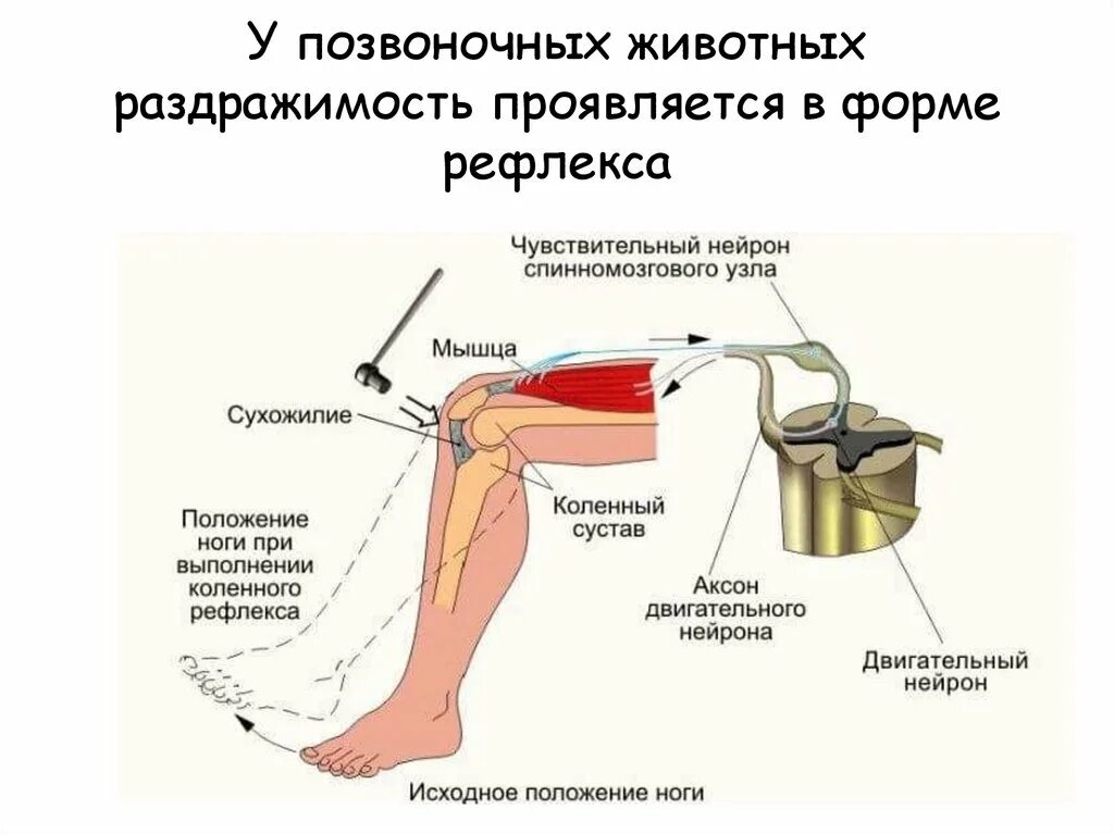 Последовательность элементов коленного рефлекса