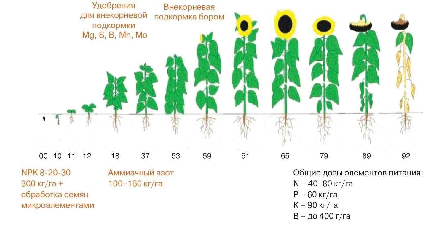 Фазы развития подсолнечника. Фазы созревания подсолнуха. Корневая система подсолнечника. Система удобрений подсолнечника. Температура посева подсолнечника