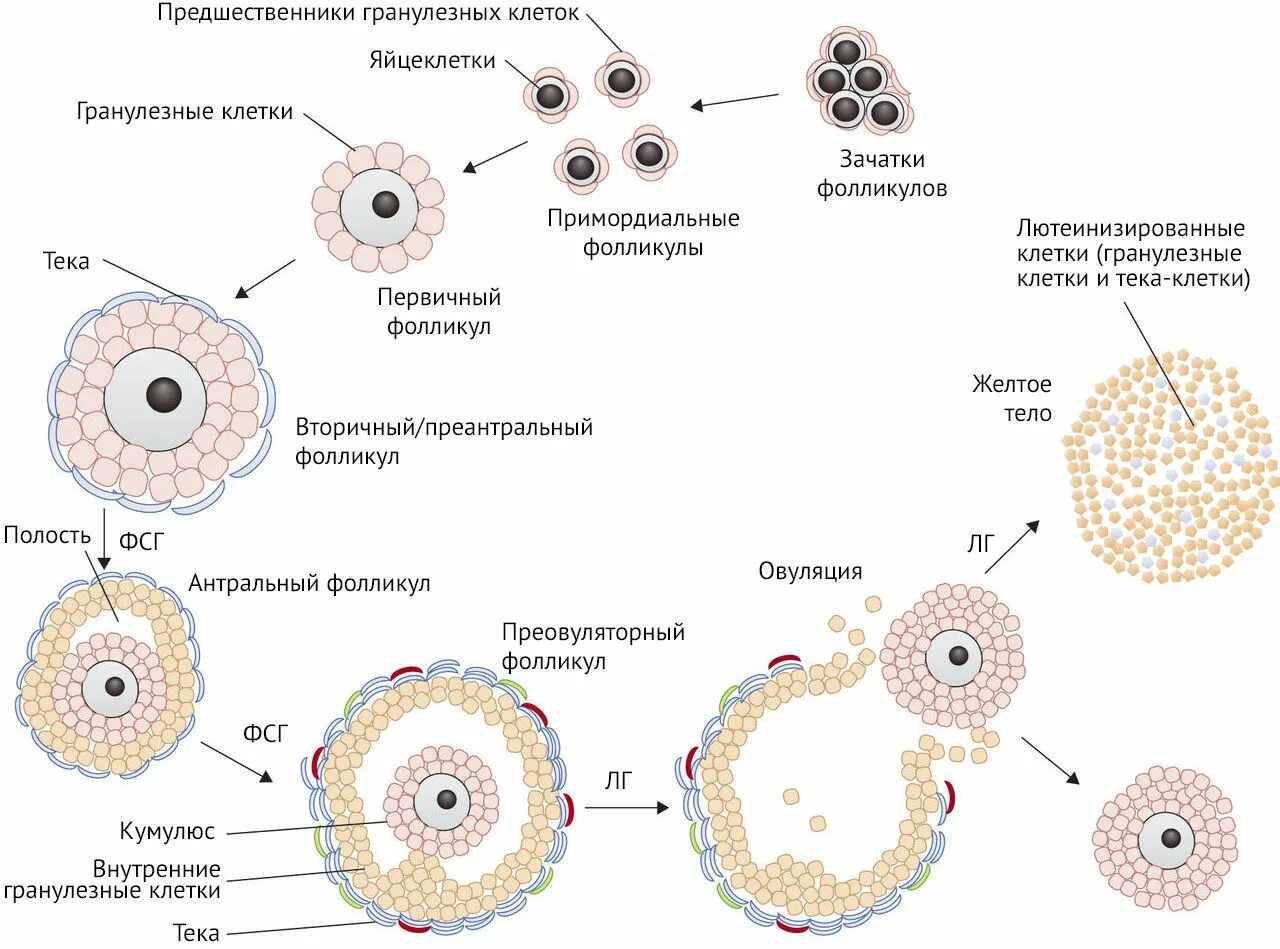 Схема развития овариального фолликула. Строение первичного фолликула яичника гистология. Строение фолликула яичника. Строение первичного фолликула яичника. Лечение фолликулов