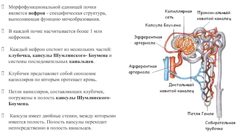 Какие структуры входят в нефрон. Строение структурно-функциональных единиц почек нефрон. нефрон основная структурно функциональная единица почки. строение основной структурно-функциональной единицы почек-нефрона.. функция капсулы нефрона почки.