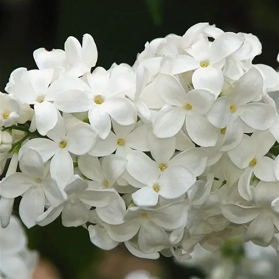 Сирень "Галина Уланова" / Syringa vulgaris "Galina Ulanova" - Купить саженцы сир