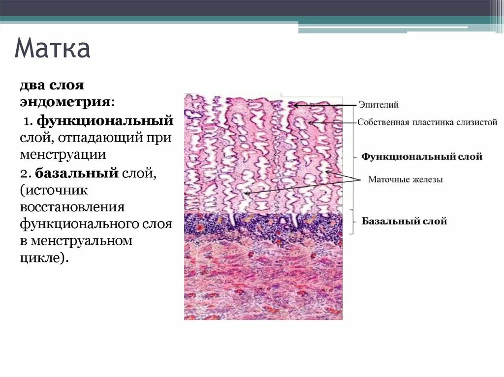 Слизистая матки отторгается. Функциональный слой эндометрия гистология. Эндометрий строение гистология. Слои слизистой оболочки матки. Слизистая оболочка эндометрия.