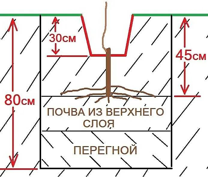 Схема посадки винограда черенками. Схема посадки винограда весной саженцами. Посадка винограда подготовка посадочной ямы. Посадка саженцев винограда весной в грунт.