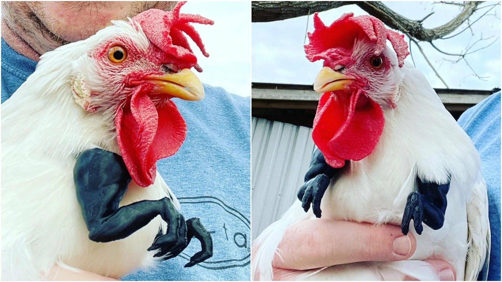 Курица рекс. T Rex Chicken. Куры рекс фото. Тиранозавр курица фото.