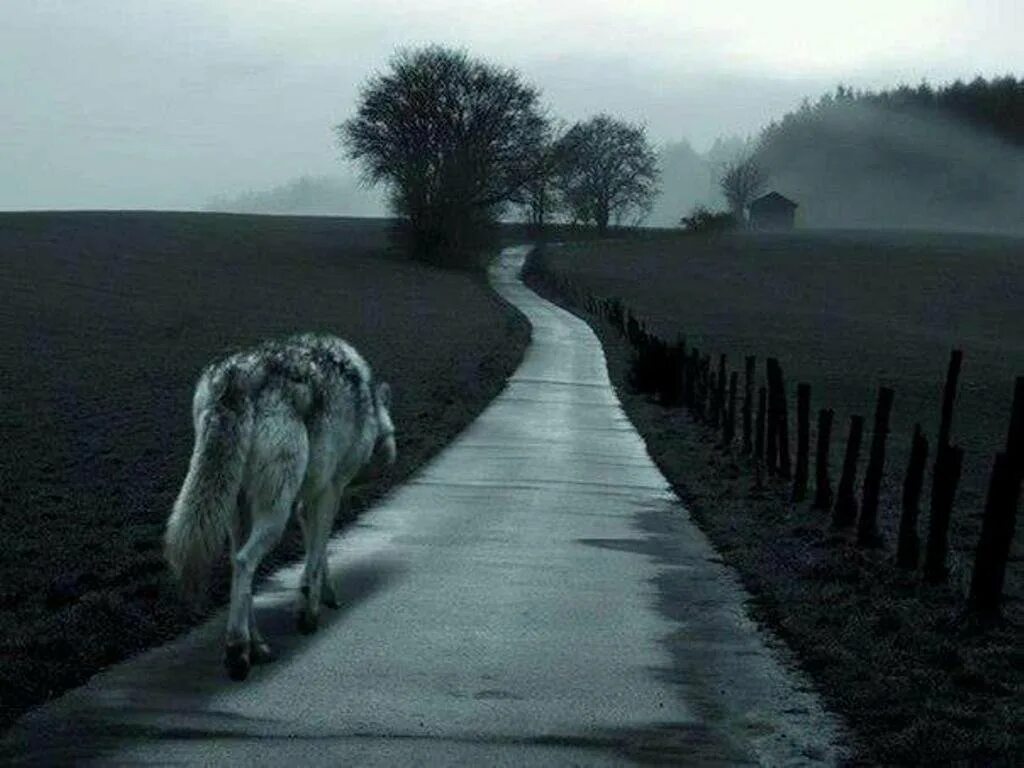 Идти по жизни своей дорогой. Уходящий волк. Одинокий волк уходит. Волк уходит. Волк уходящий в даль.